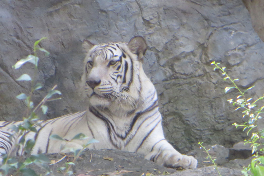 white-tiger-thailand | Jessica Moorhouse